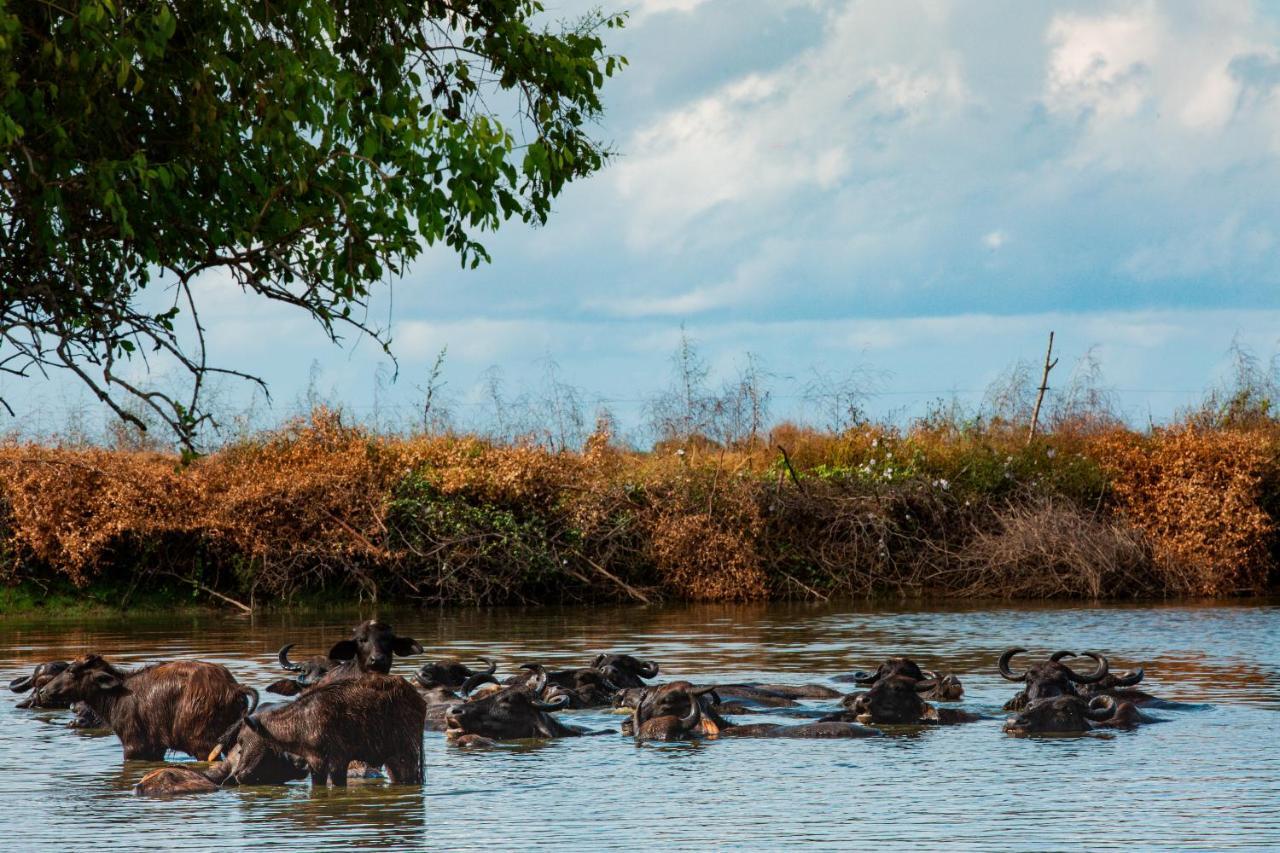 Hotel Yala Wild Hut - Yala Tissamaharama Zewnętrze zdjęcie