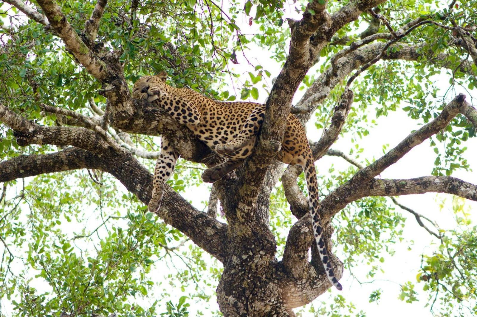 Hotel Yala Wild Hut - Yala Tissamaharama Zewnętrze zdjęcie